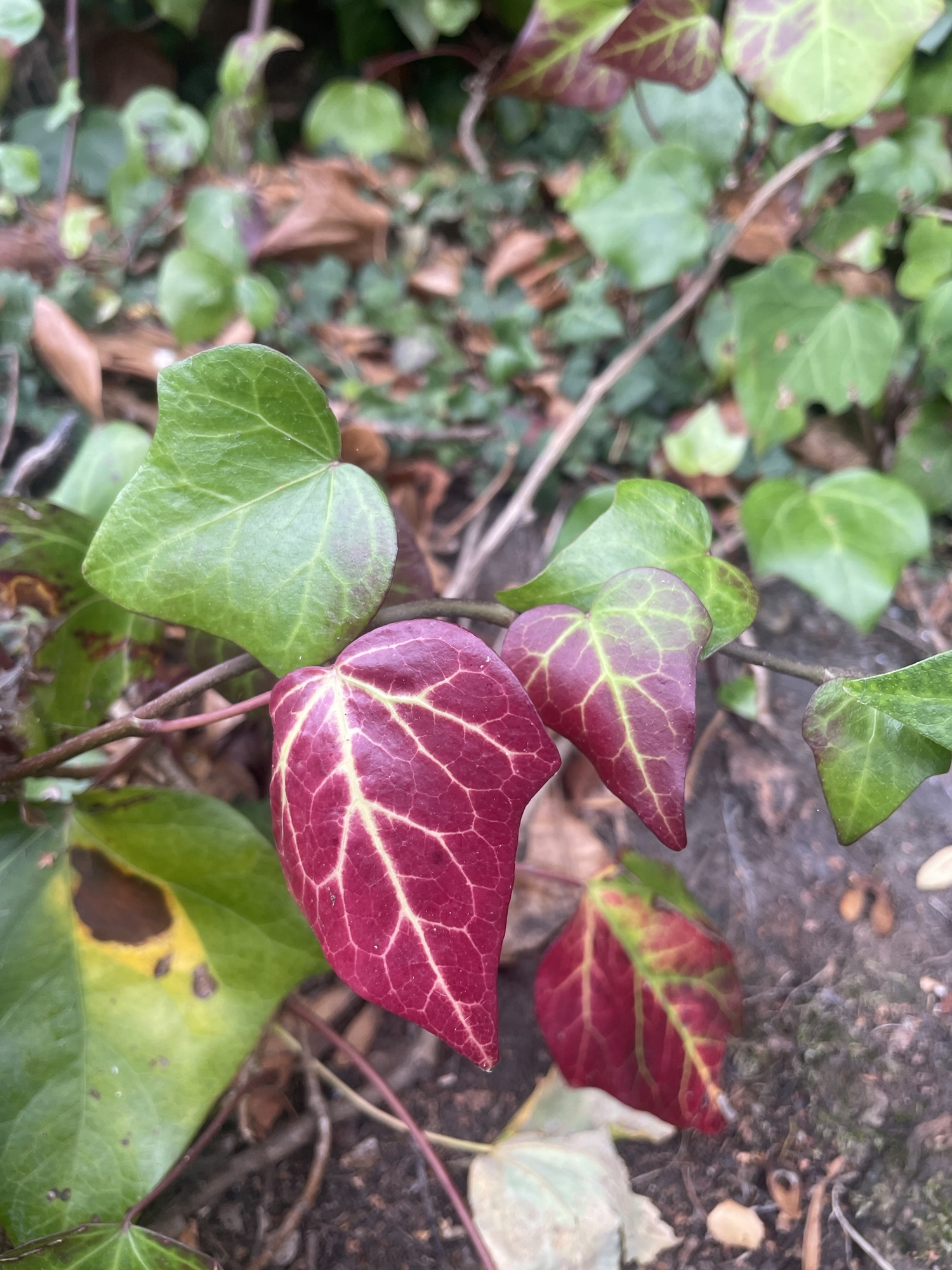 Swimming through the seasons